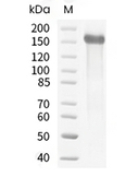 Jagged 1 Protein, Human, Recombinant (His)