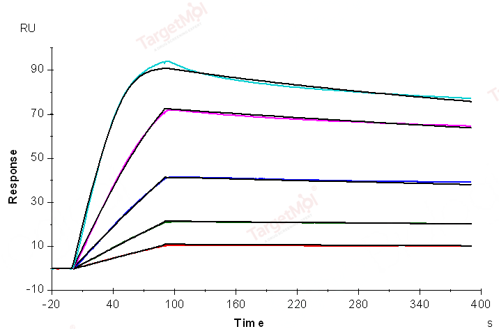LAG-3 Protein, Human, Recombinant (His)