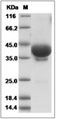 BCMA/TNFRSF17 Protein, Rhesus, Recombinant (hFc)