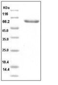 LAYN Protein, Human, Recombinant (hFc)