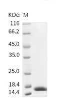 IL-17A Protein, Human, Recombinant