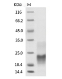 CD3 epsilon/CD3e Protein, Human, Recombinant (HEK293, His)