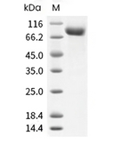 CD4 Protein, Human, Recombinant (hFc)
