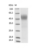 CD19 Protein, Mouse, Recombinant (His)