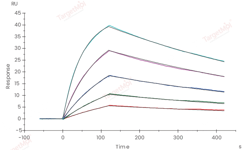 EGFR Protein, Human, Recombinant (His)