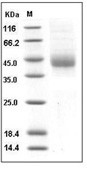 TFPI Protein, Human, Recombinant (His)
