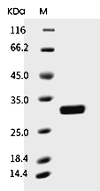 BCL-XL Protein, Human, Recombinant (His)