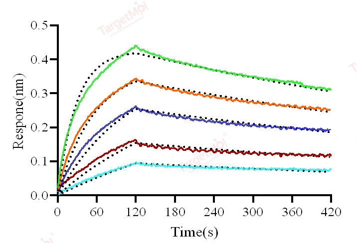 CTLA-4 Protein, Human, Recombinant (His)