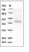 IL-34 Protein, Mouse, Recombinant (His)