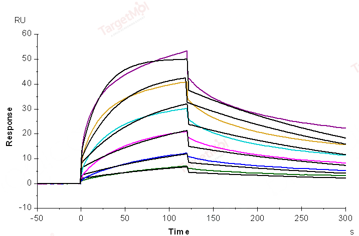 IGF1R/CD221 Protein, Human, Recombinant (His)