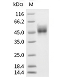Siglec-3/CD33 Protein, Cynomolgus, Rhesus, Recombinant (His)