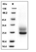 Frizzled 5 Protein, Human, Recombinant (His)