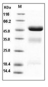 Urokinase/uPA Protein, Human, Recombinant (His)