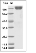 c-Kit Protein, Rhesus, Recombinant (hFc)