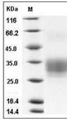 CD7 Protein, Human, Recombinant (His)