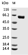CD73/5'-Nucleotidase Protein, Mouse, Recombinant (His)