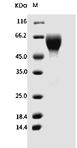IL-17RA Protein, Human, Recombinant (His)
