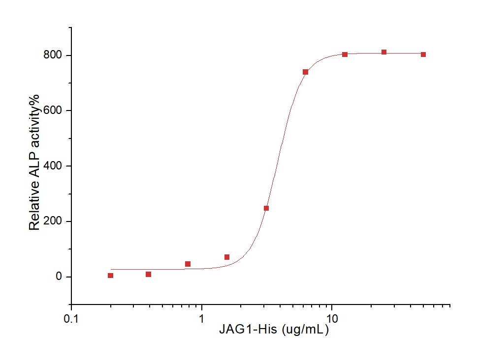 Jagged 1 Protein, Human, Recombinant (His)