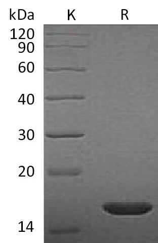 FGF-2 Protein, Rat, Recombinant