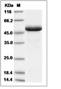 BAFF/TNFSF13B Protein, Cynomolgus, Recombinant (hFc)