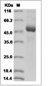 CD79A Protein, Mouse, Recombinant (hFc)