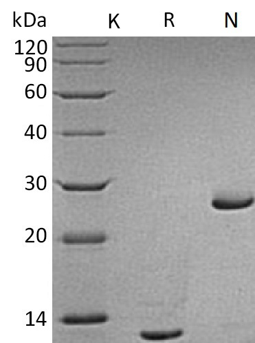 TGF beta 2 Protein, Human, Recombinant