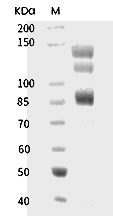 Integrin alpha V beta 8 Protein, Human, Recombinant (His)