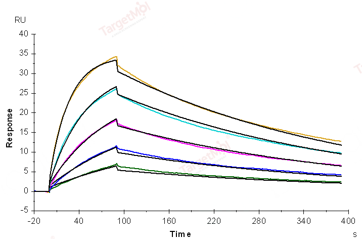 PD-1 Protein, Human, Recombinant (His)