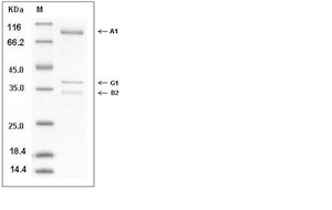 AMPK (G1/B2/A1) Heterotrimer Protein, Human, Recombinant (His & GST)