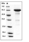 MCP-2 Protein, Mouse, Recombinant (His & NusA)