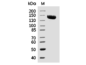 CD93/C1qR1 Protein, Mouse, Recombinant (hFc)