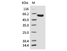 STAT3 Protein, Human, Recombinant (His)
