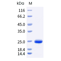 Fel d 1 Protein, Felis domesticus, Recombinant