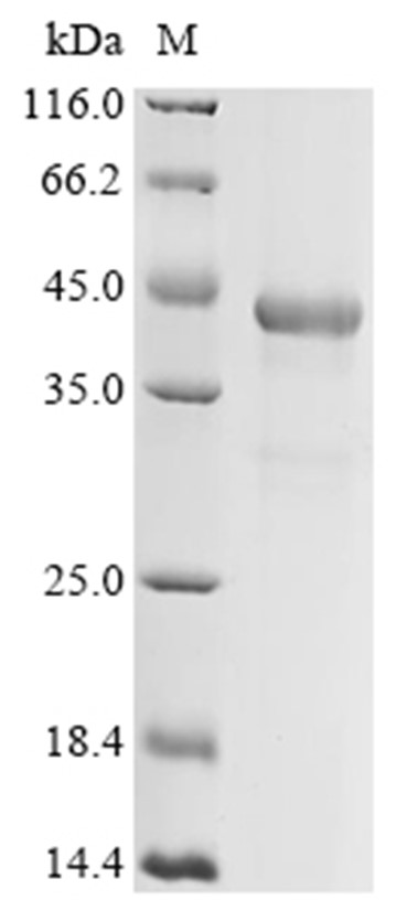 SF3B3 Protein, Bovine, Recombinant (His)