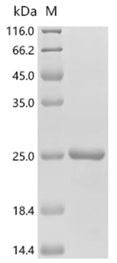 TNF-alpha Protein, Zebrafish, Recombinant (His)