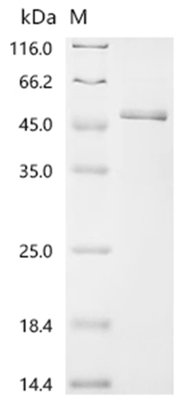 Cobra venom factor Protein, Naja kaouthia, Recombinant (His & SUMO)