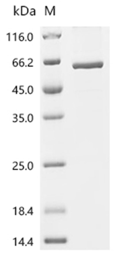METTL4 Protein, Human, Recombinant (His & Myc)