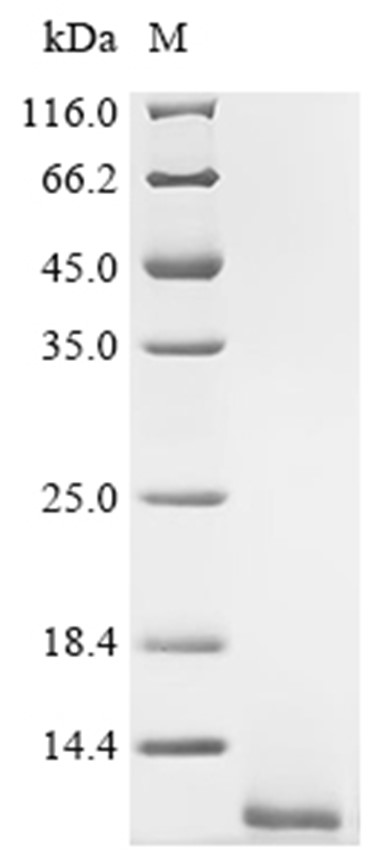 SPINK1 Protein, Mouse, Recombinant (His)