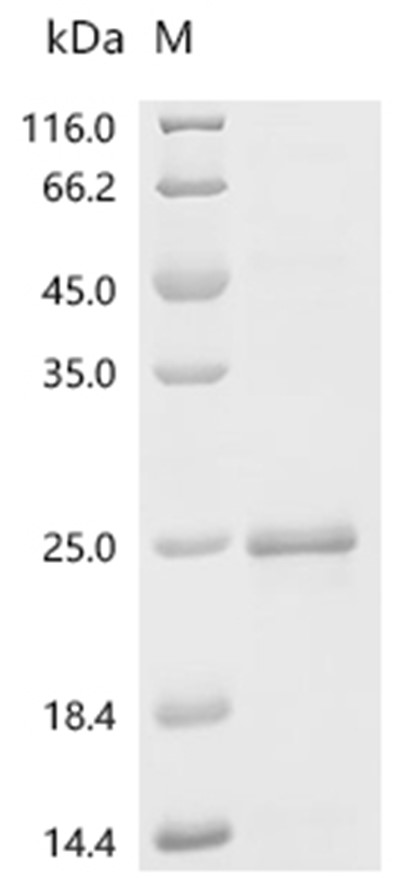 GDF2 Protein, Human, Recombinant (His)