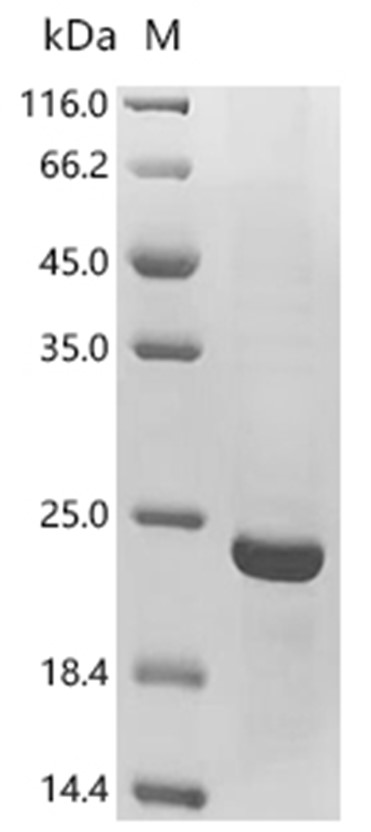 TNF beta Protein, Mouse, Recombinant (His)
