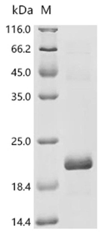 GDF-8 Protein, Human, Recombinant (His)