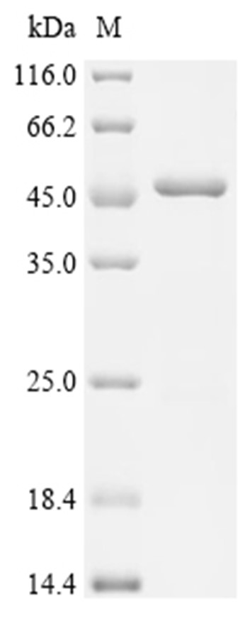 Epstein-Barr virus (strain B95-8) BZLF1 Protein (His & SUMO)