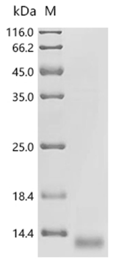 Caspase-1 Protein, Human, Recombinant (HA)