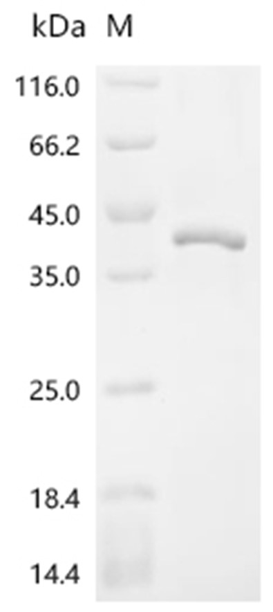 Wnt2 Protein, Mouse, Recombinant (His)