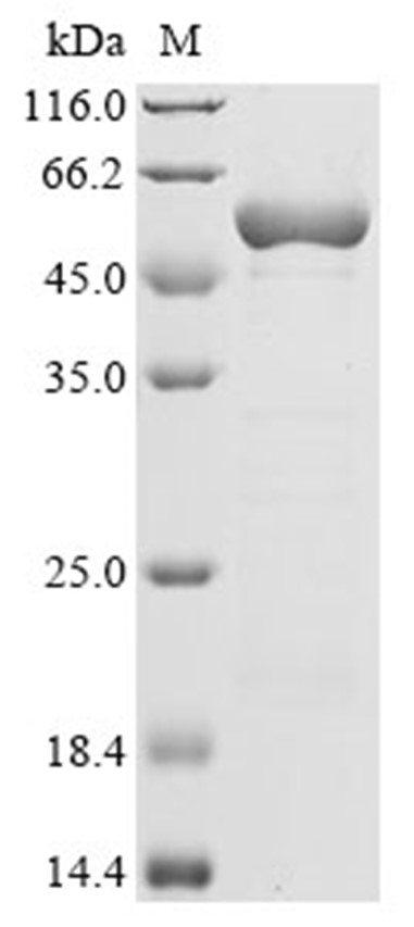 Lactose operon repressor Protein, E. coli, Recombinant (His & SUMO)