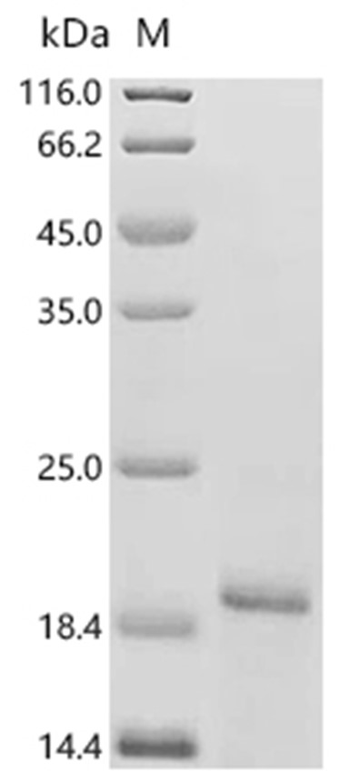 CD3 epsilon/CD3e Protein, Mouse, Recombinant (His & Myc)