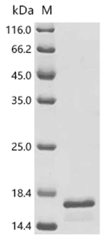 SAA3 Protein, Mouse, Recombinant (E. coli, His)