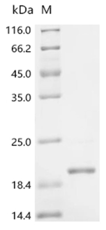 PTH Protein, Cynomolgus, Recombinant (His & Myc)
