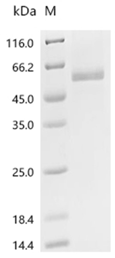 Cereblon/CRBN Protein, Human, Recombinant (His)