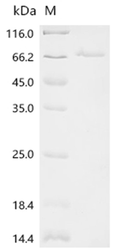 HNRNPK Protein, Human, Recombinant (His)